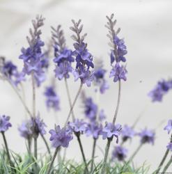 Photo texture of Flowers